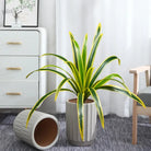 Dlight Decor Bracketplant Palm for Home and Garden Display