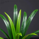 Dlight Decor Bracketplant Palm for Home and Garden Display