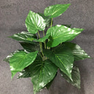 Dlight Decor White Monstera Palm for Bold Floor Styling