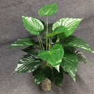 Dlight Decor White Monstera Palm for Bold Floor Styling
